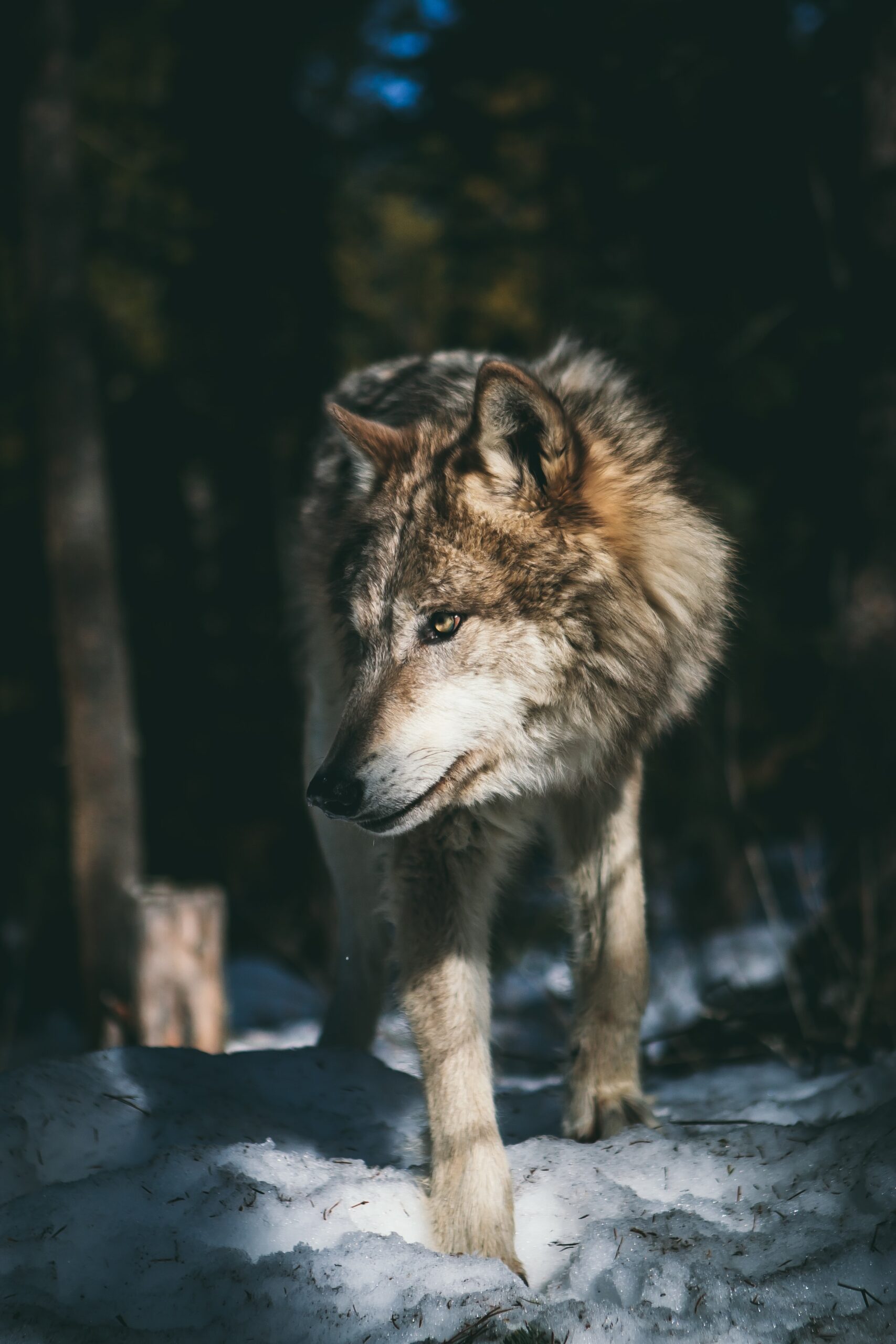Wolf